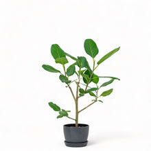 Load image into Gallery viewer, Ficus Audrey (M1) in Nursery Pot