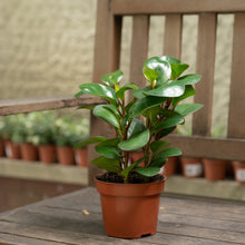 将图片加载到图库查看器，Peperomia Red Margin (M) in Nursery Pot