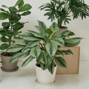 Aglaonema Silver Bay (L) in Ecopots