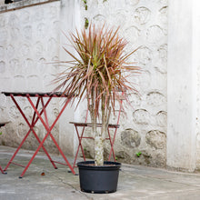 Load image into Gallery viewer, Dracaena Marginata ‘Red’ (M) in Nursery Pot