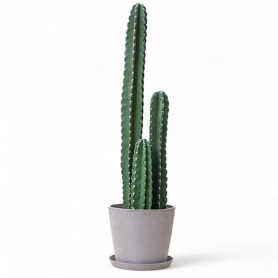 Peruvian Cactus (L) in Ecopots