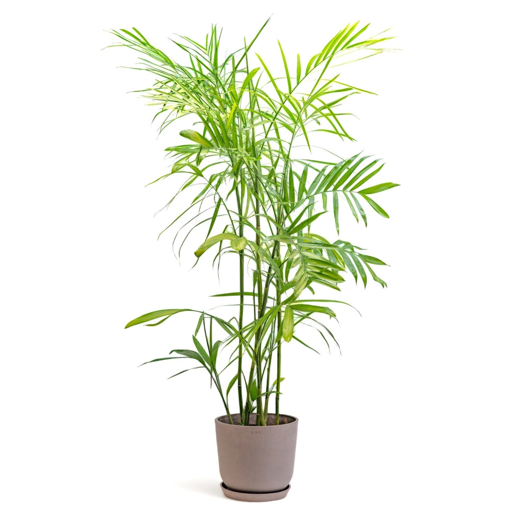 lucky bamboo palm Bamboo Palm (M) in Nursery Pot – Shopleaf Plant Studio