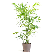 Load image into Gallery viewer, Bamboo Palm (M) in Ecopots