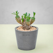 将图片加载到图库查看器，Euphorbia &#39;Cocklebur&#39; (S) in Ecopots