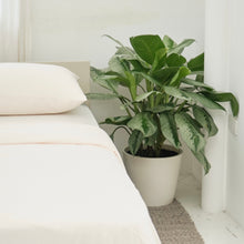 Load image into Gallery viewer, Aglaonema Silver Bay (L) in Ecopots