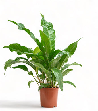 Anthurium Jungle Bush (L) in Nursery Pot