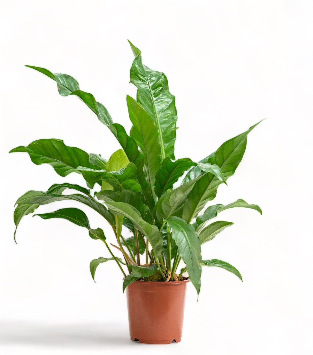 anthurium jungle bush care Anthurium Jungle Bush (L) in Nursery Pot – Shopleaf Plant Studio
