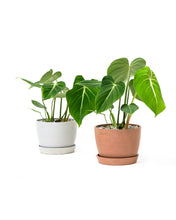 将图片加载到图库查看器，Philodendron gloriosum (M) in Nursery Pot