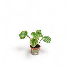 Load image into Gallery viewer, Watermelon Peperomia (S) in Nursery Pot