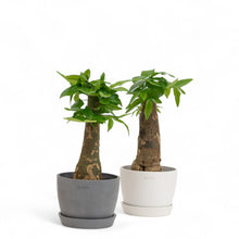 将图片加载到图库查看器，Bonsai Money Plant (M1) in Ecopots