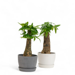 Bonsai Money Plant (M1) in Ecopots