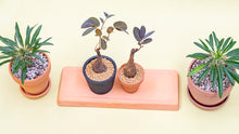 将图片加载到图库查看器，Pachypodium lamerei in Ecopots