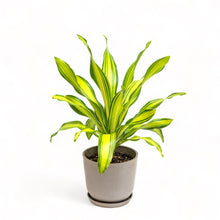 Load image into Gallery viewer, Dracaena Skyline (M) in Ecopots