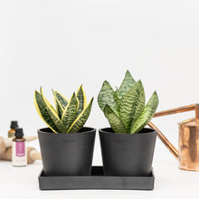 将图片加载到图库查看器，Dwarf Sansevieria Duo in Ecopots