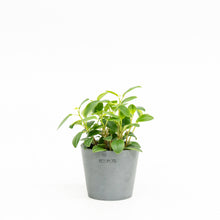 Load image into Gallery viewer, Peperomia glabella (S) in Ecopots
