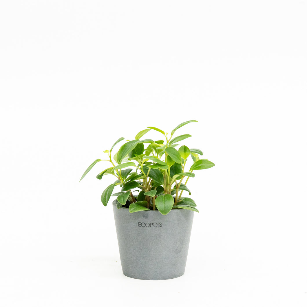 Peperomia glabella (S) in Ecopots