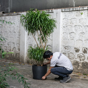 Dracaena Anita (XL) in Ecopots