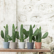 Load image into Gallery viewer, Opuntia in Ecopots