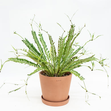 Kenzoi Fern (L) in Ecopots