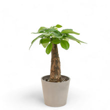 Load image into Gallery viewer, Bonsai Money Plant (S2) in Nursery Pot