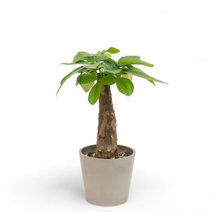 Bonsai Money Plant (S2) in Nursery Pot