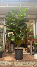 Load image into Gallery viewer, Fiddle Leaf Fig Tree (Actual)