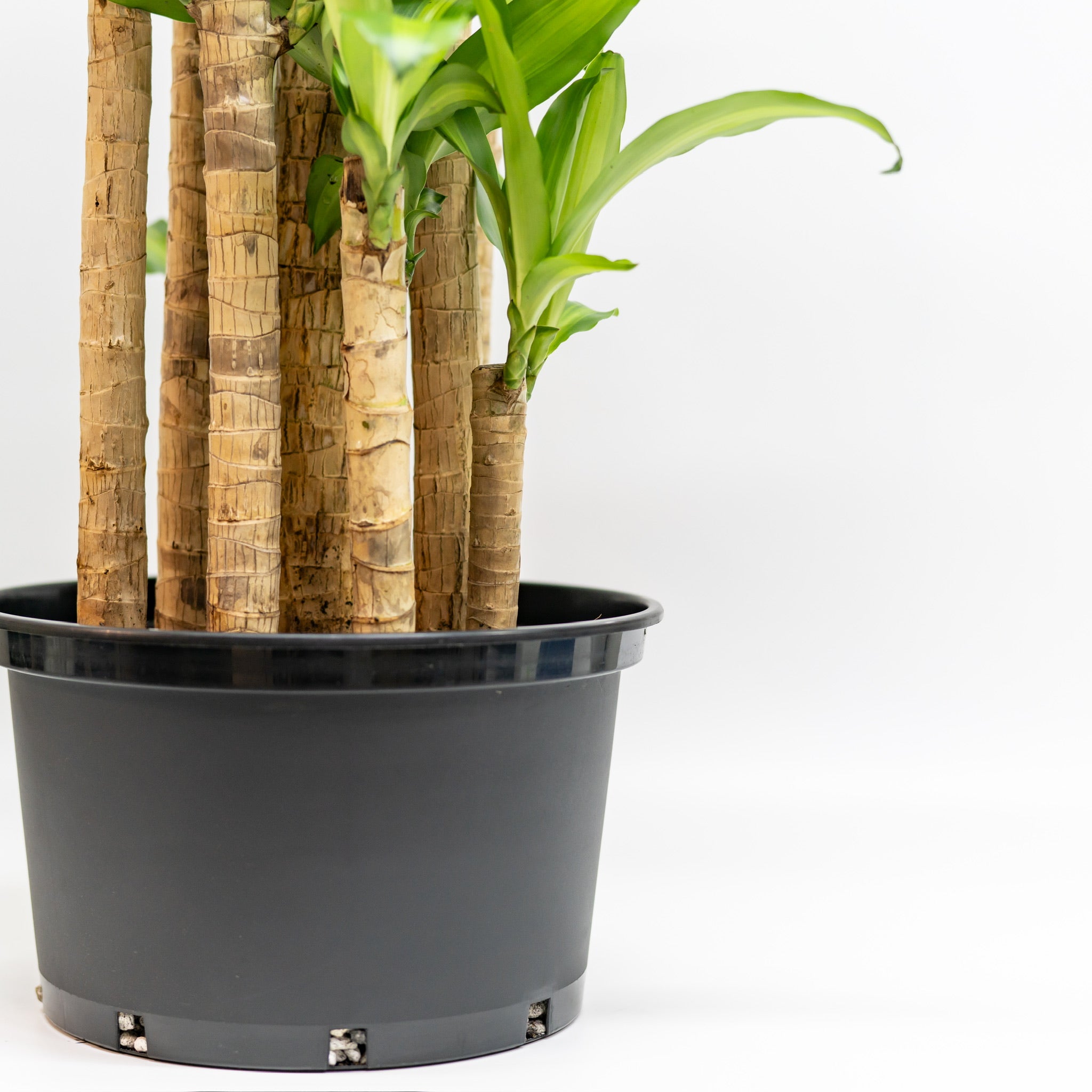 is fortune plant an indoor plant Fortune Plant (XL1) in Nursery Pot – Shopleaf Plant Studio