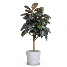 Load image into Gallery viewer, Burgundy Rubber Tree (L) in Ecopots