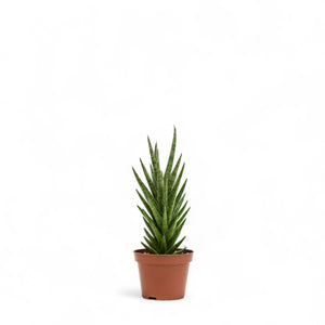 Sansevieria francisii (M) in Nursery Pot