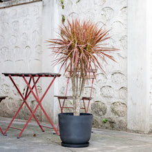 Load image into Gallery viewer, Dracaena Marginata ‘Red’ (M) in Ecopots