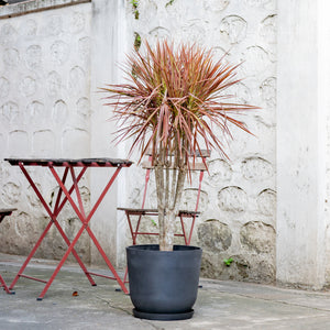 Dracaena Marginata ‘Red’ (M) in Ecopots