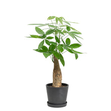 Load image into Gallery viewer, Bonsai Money Plant (M2) in Nursery Pot