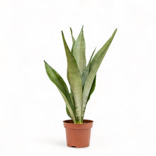 Load image into Gallery viewer, Sansevieria Moonshine (S) in Nursery Pot