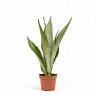 Sansevieria Moonshine (S) in Nursery Pot
