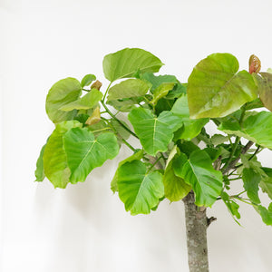 Ficus umbellata in Nursery Pot