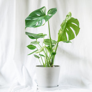 monstera plant philippines price Monstera deliciosa (M) in Ecopots – Shopleaf Plant Studio