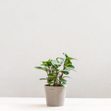 Load image into Gallery viewer, Peperomia Red Margin (M) in Nursery Pot