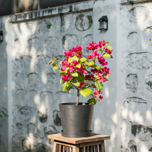 Bougainvillea (M) in Ecopots