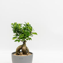 Load image into Gallery viewer, Ficus Ginseng in Ecopots