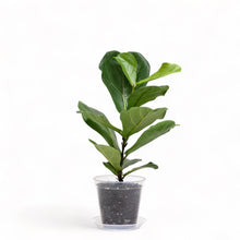 Load image into Gallery viewer, Fiddle Leaf Fig Tree (S) in Clear Pot