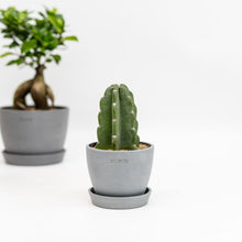 Load image into Gallery viewer, Peruvian Cactus (XXS) in Ecopots