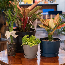 Load image into Gallery viewer, Zigzag Plant (S) in Ecopots