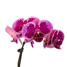 Load image into Gallery viewer, Purple Orchid (M) in Ecopots