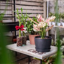 Load image into Gallery viewer, Aglaonema Tricolor in Ecopots