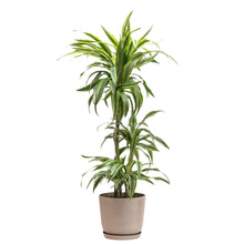 将图片加载到图库查看器，Dracaena Lemon Lime (L) in Ecopots