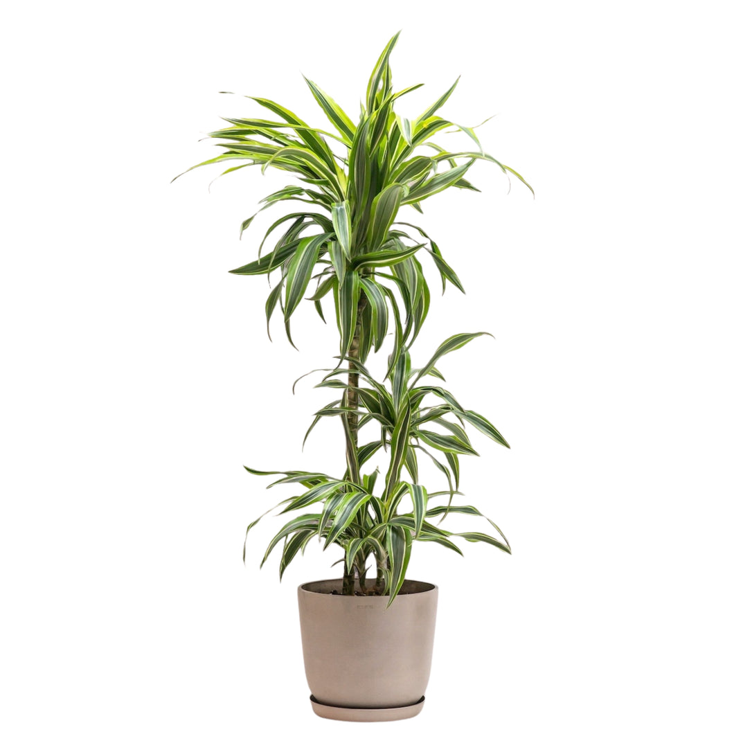 Dracaena Lemon Lime (L) in Ecopots