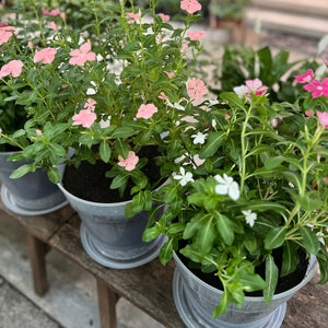 Periwinkle in Clear Pot