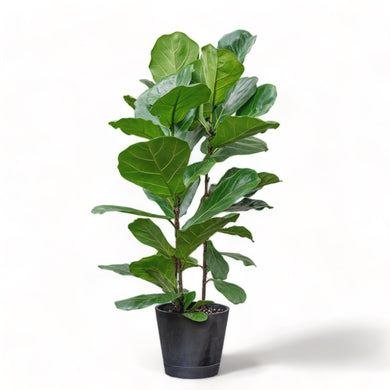 3in1 Fiddle Leaf Fig Tree (M1) in Ecopots