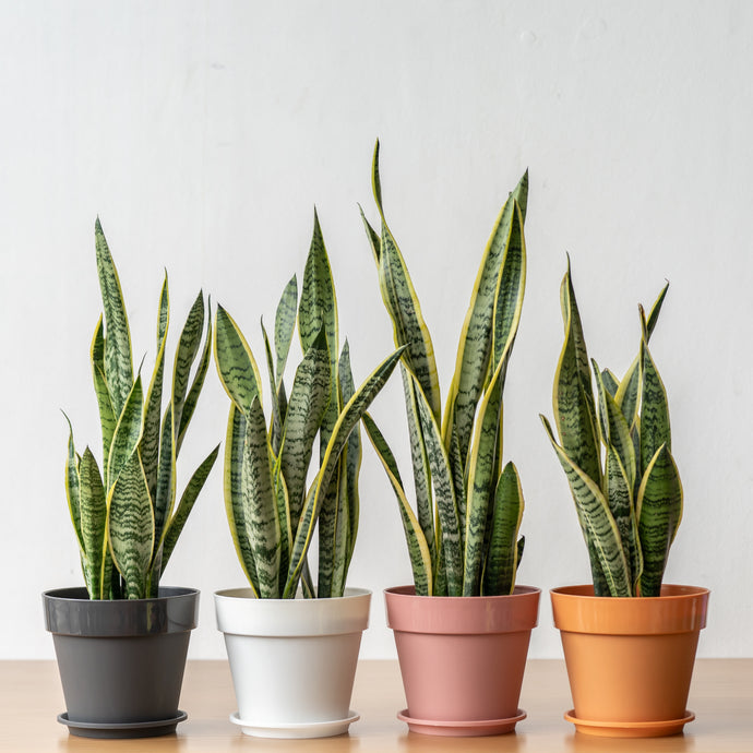 Yellow Snake Plant (S) in Shopleaf Color Pot