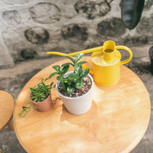 Load image into Gallery viewer, Zenzi ZZ (XS) in Ecopots